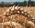 Getreide NEU.jpg &copy; Agrarfoto.at