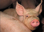 Schweine NEU.jpg &copy; BZ