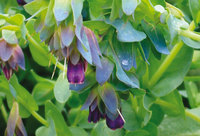 t_Cerinthe.jpg &copy;Stiptschitsch