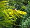 solidago Axel-Schlierf_pixelio
