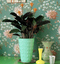 calathea bbh