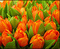 tulpen.jpg Marco Barnebeck