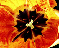 tulpe.jpg Riki Pelikan
