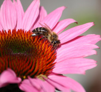 Bienenbesuch M.E._pixelio