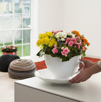 begonia elatior fd