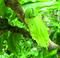 Crescentia cujete