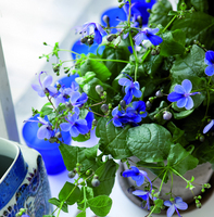 s_Clerodendrum_ugandense.jpg