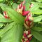 rhododendron Karl-Heinz-Liebisch_pixelio