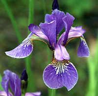 Iris Udo-Sodeikat_pixelio