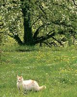 BOTEN DES FR�HLINGS. &copy;Newman