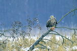 SeeadlerPWA.jpg &copy; Dr. Peter Wernicke