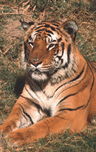 Tigerhochkant.jpg &copy; Heimpel