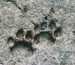 TigerSpuren.jpg &copy; Heimpel