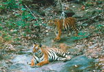 Tigerin mit Jungtier001-01.jpg &copy; Heimpel