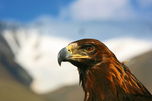 Dachar_Adler_nah.jpg &copy; Riedinger