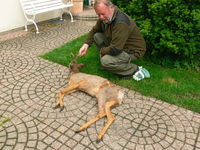 Narkosepfeil.jpg &copy; Dr. Hans-Peter Tschapka