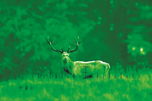 4_Bild durch Nachtsichtger�t.jpg &copy; Norbert Klups