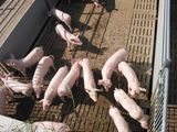 Ferkel � LFI N�