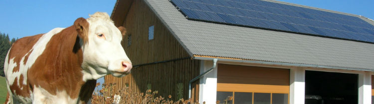 LFI Ober�sterreich