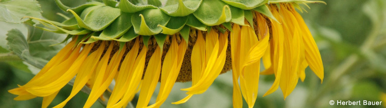 Headerbild_Sonnenblume Herbert Bauer