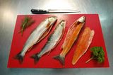 Fische © BMLFUW/Rita Newman Fische © BMLFUW/Rita Newman