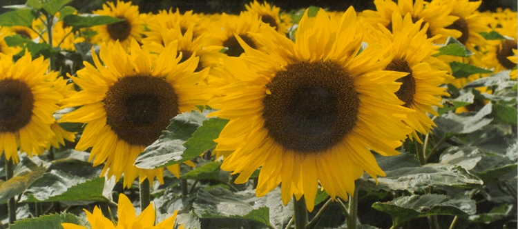Sonnenblumen 2 (scan)