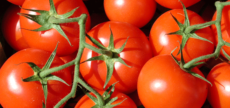 Tomaten1-(Kirschner)