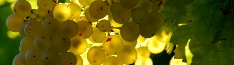 Headerbild_Weintrauben Michael Ottersbachpixelio.de