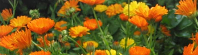 Headerbild ringelblumen Joujou/pixelio.de