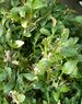 Buchsbaumz�nsler - typischer Fra�schaden &copy; Ing. Rammel