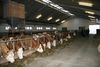B�uerliche Tierhaltung &copy; Leitgeb