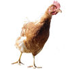 Huhn © Ing. Wolfgang Dürnberger, Bakk.Komm. Huhn © Ing. Wolfgang Dürnberger, Bakk.Komm.