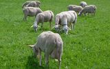 Milchschafe &copy; LV f�r Schafzucht O�