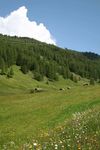 Tschaywiesen,-Tschaytal-(Scheibmayr) © Scheibmayr Tschaywiesen,-Tschaytal-(Scheibmayr) © Scheibmayr