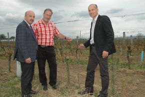 Frostsch�den_Hautzinger_Prieler_Kirnbauer &copy; Leitgeb