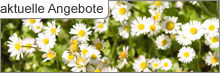 Aktuelle Angebote &copy; Archiv