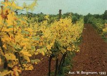 Wein-Fe-Mangel &copy; Visuplant