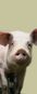 mastschwein