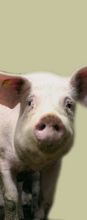mastschwein &copy; Archiv