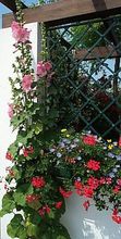 Fensterblumen &copy; Archiv