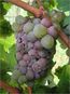 Botrytis