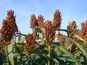 Sorghum