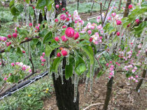 Frostschutzbewaesserung Apfelblüte Detail © Archiv