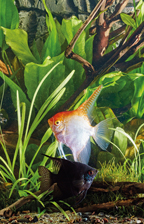 OASE Aquaristik © Archiv OASE Aquaristik © Archiv